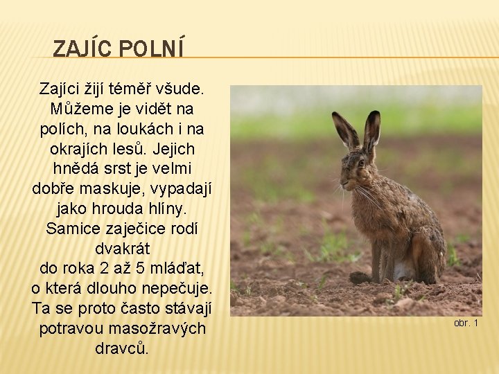 ZAJÍC POLNÍ Zajíci žijí téměř všude. Můžeme je vidět na polích, na loukách i