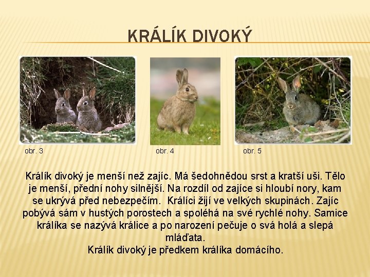 KRÁLÍK DIVOKÝ obr. 3 obr. 4 obr. 5 Králík divoký je menší než zajíc.