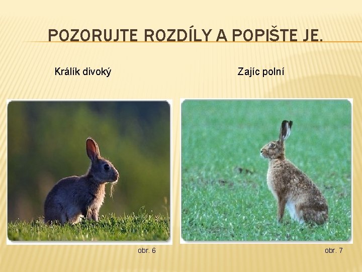 POZORUJTE ROZDÍLY A POPIŠTE JE. Králík divoký Zajíc polní obr. 6 obr. 7 