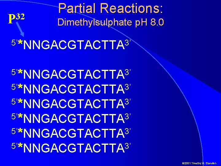 32 P 5’ Partial Reactions: Dimethylsulphate p. H 8. 0 *NNGACGTACTTA 3’ 5’*NNGACGTACTTA 3’