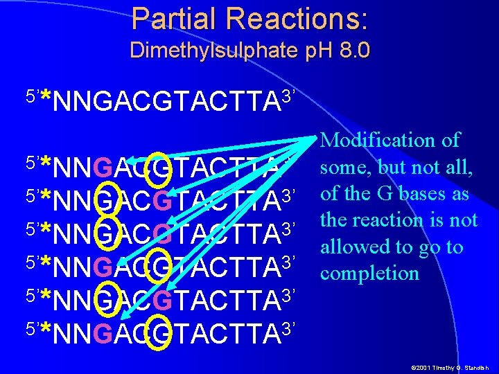 Partial Reactions: Dimethylsulphate p. H 8. 0 5’ *NNGACGTACTTA 3’ 5’*NNGACGTACTTA 3’ 5’*NNGACGTACTTA 3’