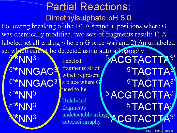 Partial Reactions: Dimethylsulphate p. H 8. 0 Following breaking of the DNA strand at