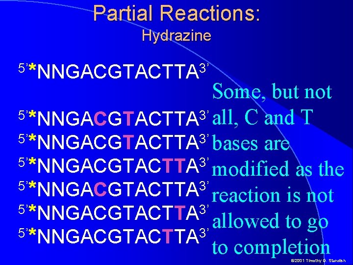 Partial Reactions: Hydrazine 5’ *NNGACGTACTTA 3’ Some, but not 5’*NNGACGTACTTA 3’ all, C and