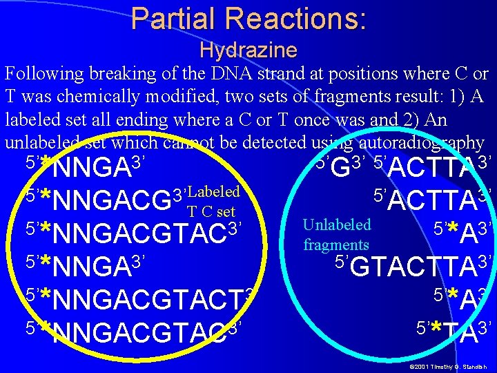 Partial Reactions: Hydrazine Following breaking of the DNA strand at positions where C or