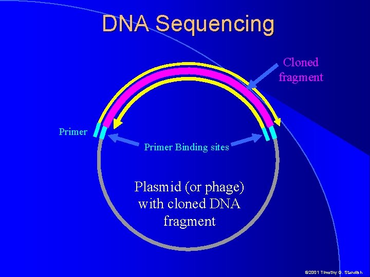 DNA Sequencing Cloned fragment Primer Binding sites Plasmid (or phage) with cloned DNA fragment