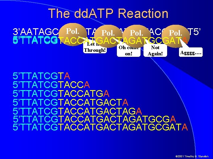 The dd. ATP Reaction Pol. 3’AATAGCATGGTACTGATCTTACGCTAT 5’ Pol. 5’TTATCGTACCATGACTAGA 5’TTATCGTACCATGACTAGATGCGATA Let me Through! Oh