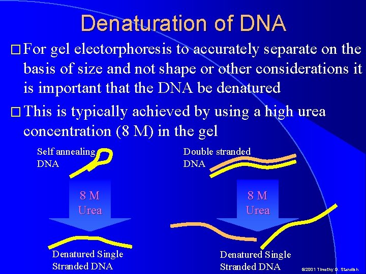 Denaturation of DNA � For gel electorphoresis to accurately separate on the basis of
