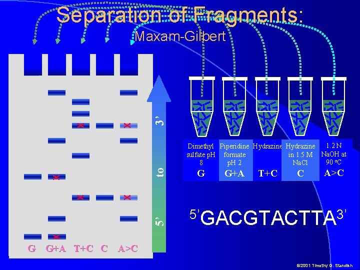 Separation of Fragments: 3’ X X Maxam-Gilbert G G+A T+C C A>C 5’GACGTACTTA 3’