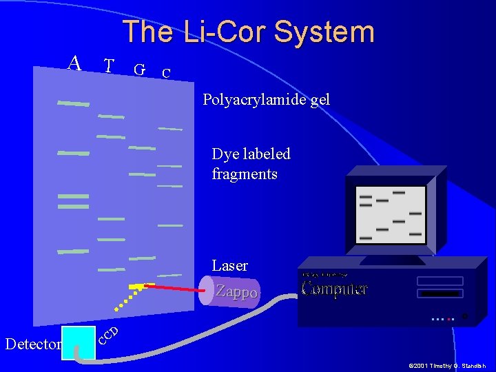 A T The Li-Cor System G C Polyacrylamide gel Dye labeled fragments Laser Zappo