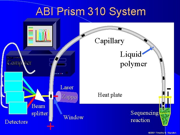 ABI Prism 310 System ATTGC A Capillary Liquid polymer …. . - Laser Zappo