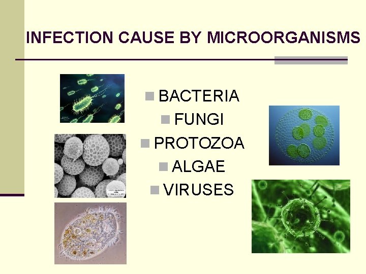 INFECTION CAUSE BY MICROORGANISMS n BACTERIA n FUNGI n PROTOZOA n ALGAE n VIRUSES