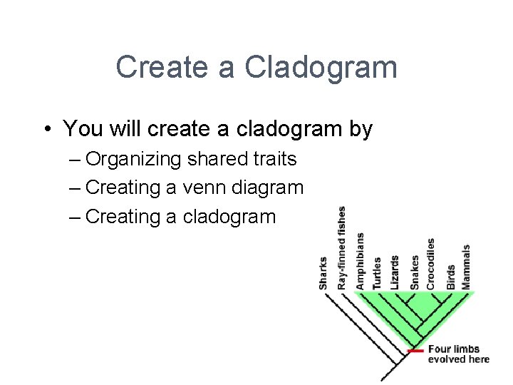 Create a Cladogram • You will create a cladogram by – Organizing shared traits
