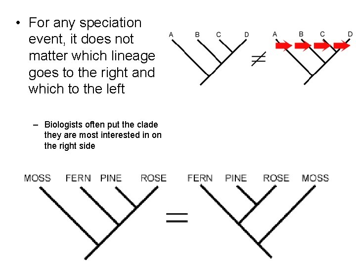  • For any speciation event, it does not matter which lineage goes to