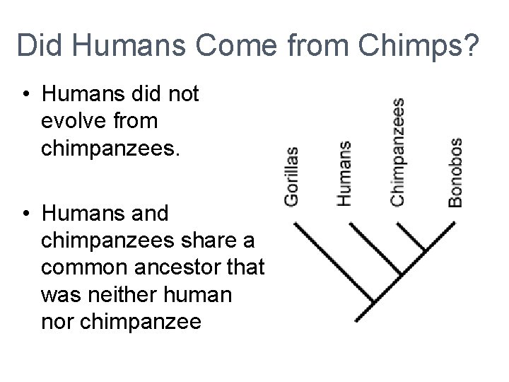Did Humans Come from Chimps? • Humans did not evolve from chimpanzees. • Humans