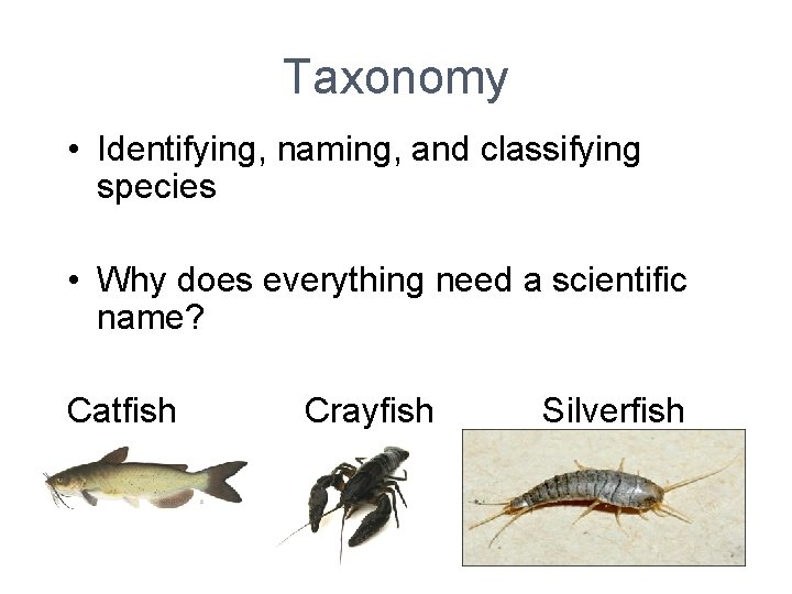 Taxonomy • Identifying, naming, and classifying species • Why does everything need a scientific