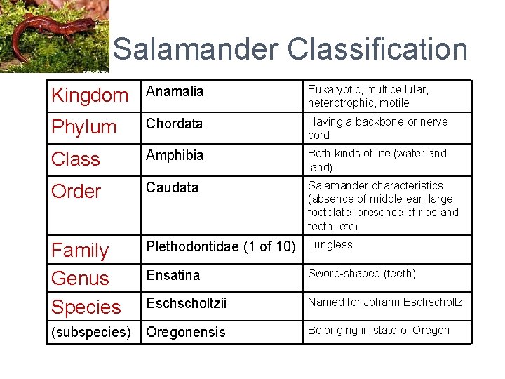 Salamander Classification Kingdom Anamalia Eukaryotic, multicellular, heterotrophic, motile Phylum Chordata Having a backbone or