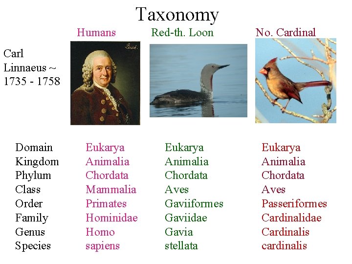 Taxonomy Humans Red-th. Loon No. Cardinal Carl Linnaeus ~ 1735 - 1758 Domain Kingdom
