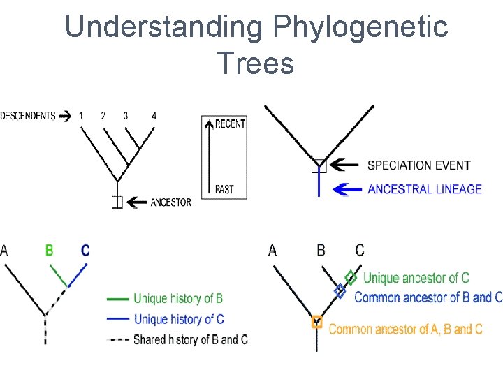 Understanding Phylogenetic Trees 