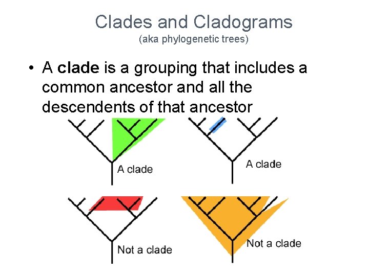 Clades and Cladograms (aka phylogenetic trees) • A clade is a grouping that includes