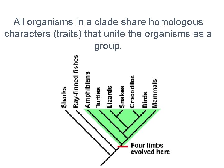 All organisms in a clade share homologous characters (traits) that unite the organisms as