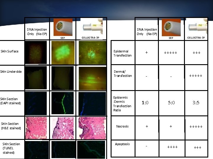 Electroporation mediated DNA vaccination results in improved immune