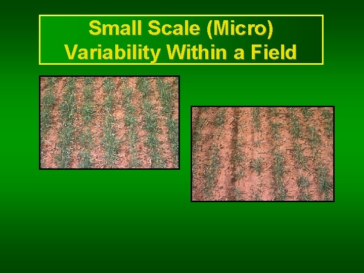 Small Scale (Micro) Variability Within a Field 