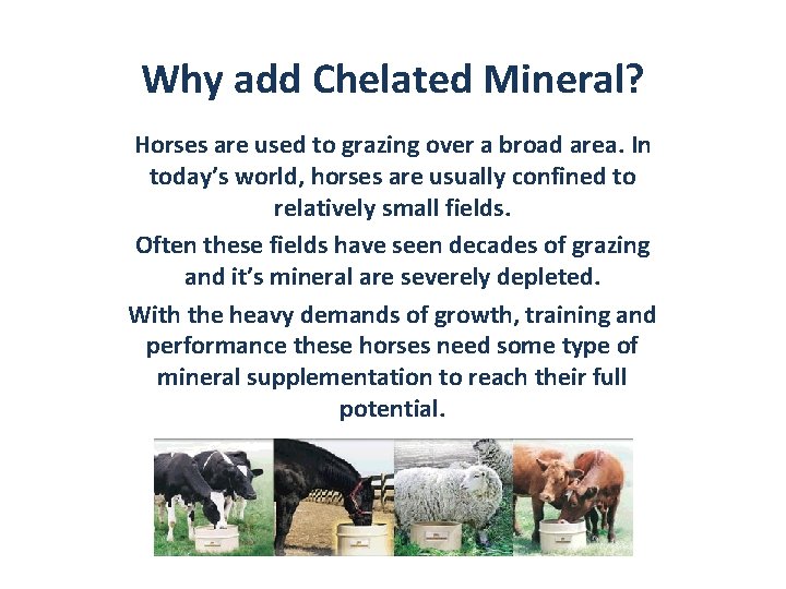 Why add Chelated Mineral? Horses are used to grazing over a broad area. In