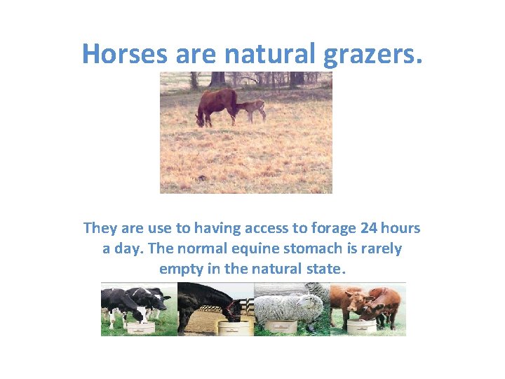 Horses are natural grazers. They are use to having access to forage 24 hours