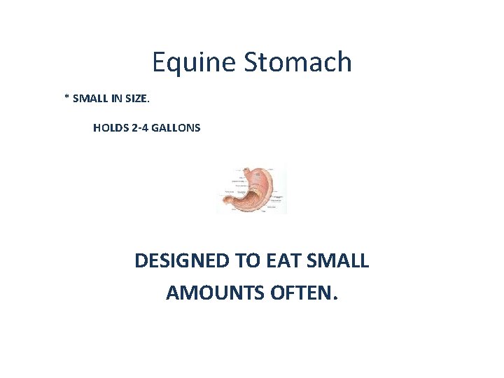 Equine Stomach * SMALL IN SIZE. HOLDS 2 -4 GALLONS DESIGNED TO EAT SMALL