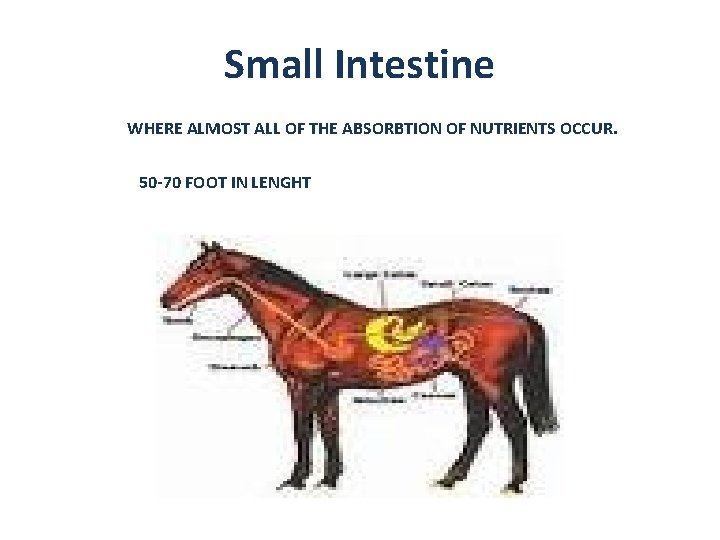 Small Intestine WHERE ALMOST ALL OF THE ABSORBTION OF NUTRIENTS OCCUR. 50 -70 FOOT