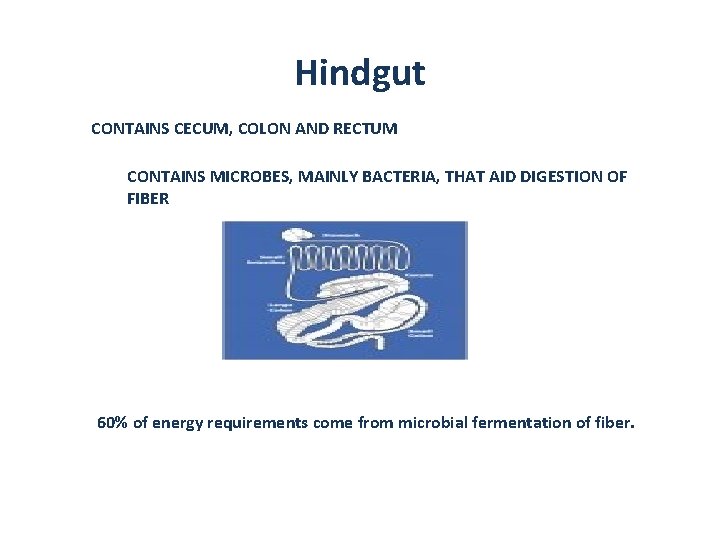 Hindgut CONTAINS CECUM, COLON AND RECTUM CONTAINS MICROBES, MAINLY BACTERIA, THAT AID DIGESTION OF