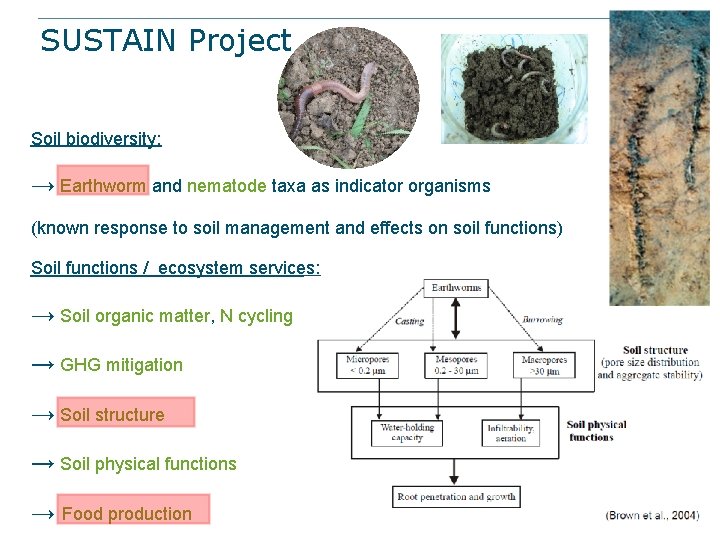 SUSTAIN Project Soil biodiversity: → Earthworm and nematode taxa as indicator organisms (known response