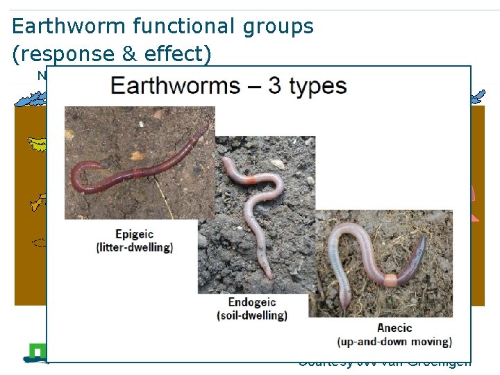 Earthworm functional groups (response & effect) No worms Anecic Epigeic Endogeic Courtesy JW van