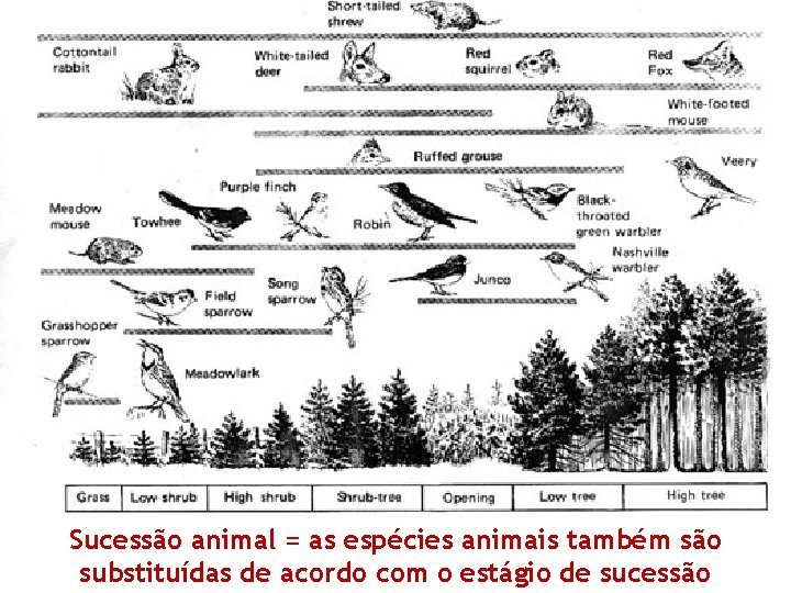 Sucessão animal = as espécies animais também são substituídas de acordo com o estágio