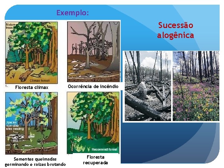 Exemplo: Sucessão alogênica Floresta clímax Sementes queimadas germinando e raízes brotando Ocorrência de incêndio