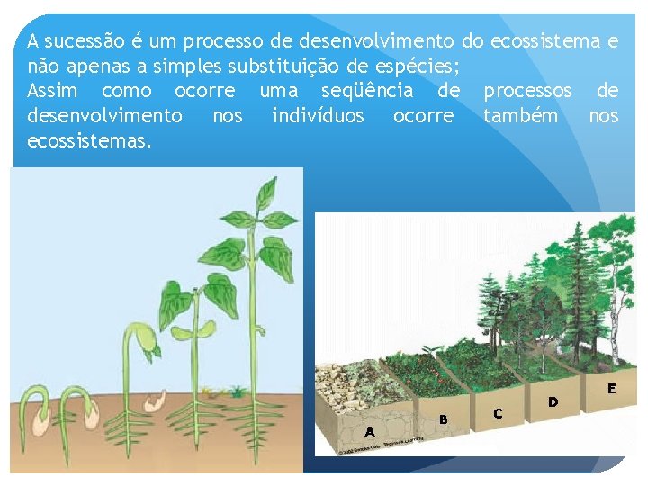 A sucessão é um processo de desenvolvimento do ecossistema e não apenas a simples