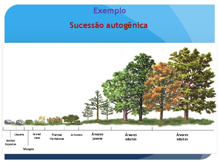 Exemplo Sucessão autogênica Líquens Rochas Expostas Gramíneas Musgos Plantas Herbáceas Arbustos Árvores jovens Árvores