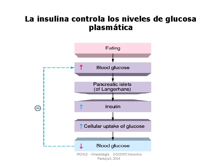 La insulina controla los niveles de glucosa plasmática IPCHILE - Kinesiologia DOCENTE: Veronica Pantoja