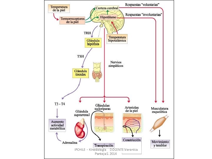 IPCHILE - Kinesiologia DOCENTE: Veronica Pantoja S. 2014 