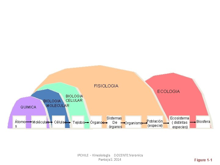 FISIOLOGIA ECOLOGIA QUIMICA Átomo s BIOLOGIA CELULAR MOLECULAR Moléculas Células Tejidos Sistemas Órganos De