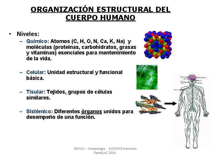 ORGANIZACIÓN ESTRUCTURAL DEL CUERPO HUMANO • Niveles: – Químico: Atomos (C, H, O, N,