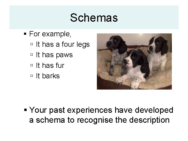 Schemas For example, It has a four legs It has paws It has fur