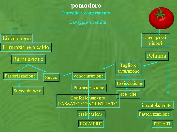 pomodoro Raccolta e conferimento Lavaggio e cernita Linea pezzi e interi Linea succo Triturazione