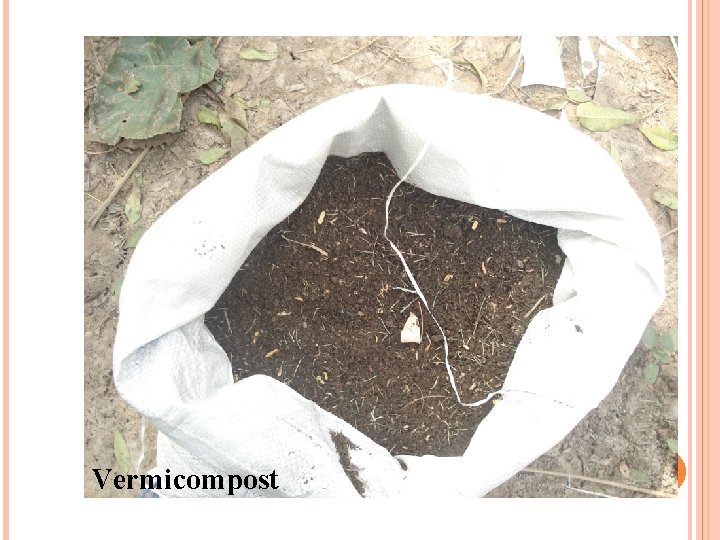 Vermicompost 