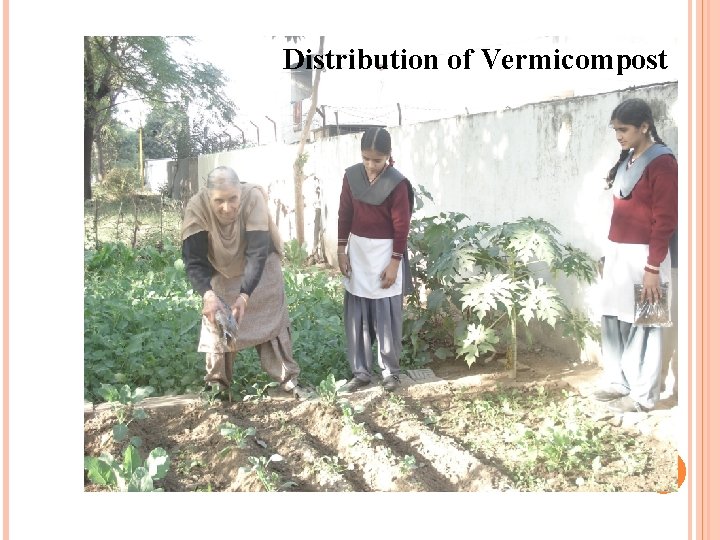 Distribution of Vermicompost 