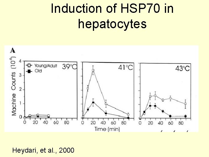 Induction of HSP 70 in hepatocytes Heydari, et al. , 2000 