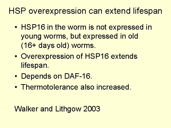 HSP overexpression can extend lifespan • HSP 16 in the worm is not expressed