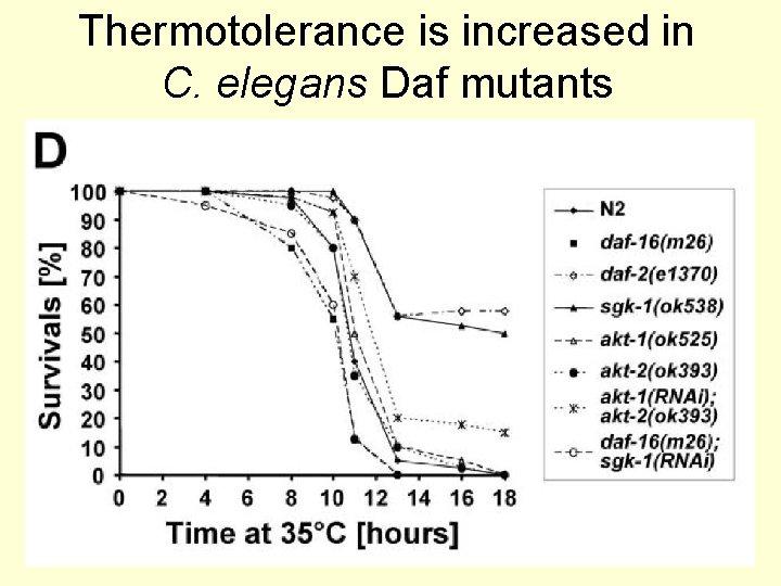 Thermotolerance is increased in C. elegans Daf mutants 