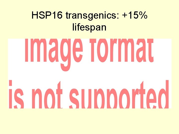 HSP 16 transgenics: +15% lifespan 