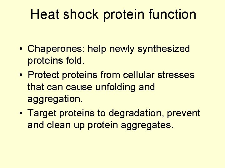 Heat shock protein function • Chaperones: help newly synthesized proteins fold. • Protect proteins